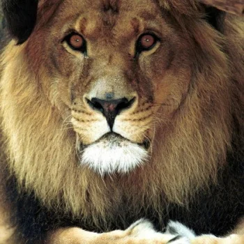Bongo the Lion