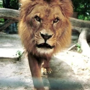 Caesar the Lion