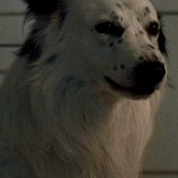 Jake