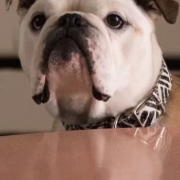 Nellie