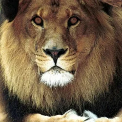 Bongo the Lion