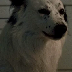 Jake