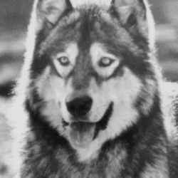 Jed the Wolfdog