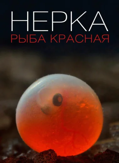 Нерка. Рыба красная