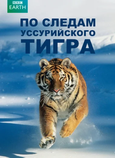 По следам уссурийского тигра