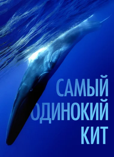 Самый одинокий кит