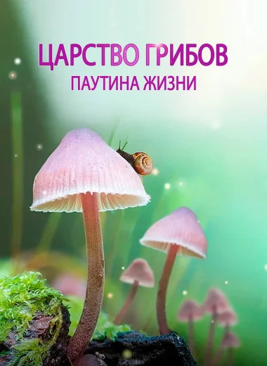 Царство грибов: паутина жизни