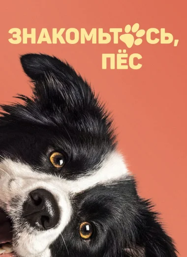 Знакомьтесь, пёс