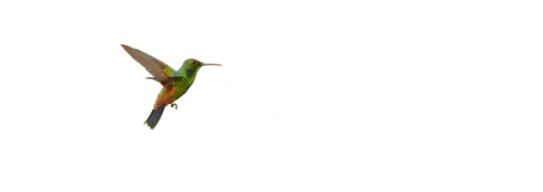 Лучшая жизнь