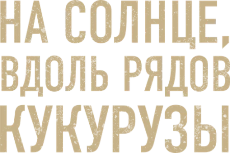 На солнце, вдоль рядов кукурузы